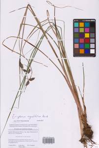 Eriophorum angustifolium Honck., Eastern Europe, Moscow region (E4a) (Russia)