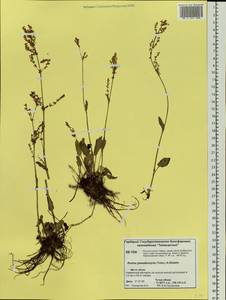 Rumex pseudoxyria (Tolm.) A. P. Khokhr., Siberia, Central Siberia (S3) (Russia)