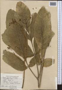 Ferula gigantea B. Fedtsch., Middle Asia, Pamir & Pamiro-Alai (M2) (Tajikistan)