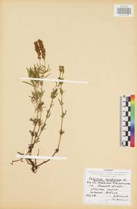 Veronica austriaca L., Eastern Europe, Central region (E4) (Russia)