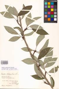 Populus ×moscoviensis Schröd., Eastern Europe, Moscow region (E4a) (Russia)