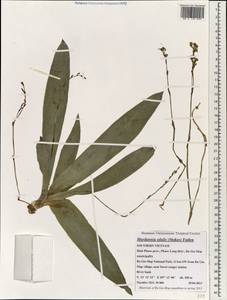 Murdannia edulis (Stokes) Faden, South Asia, South Asia (Asia outside ex-Soviet states and Mongolia) (ASIA) (Vietnam)