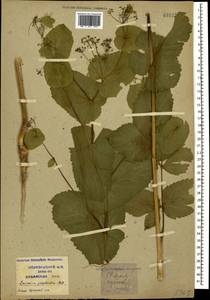 Smyrnium perfoliatum L., Caucasus, Krasnodar Krai & Adygea (K1a) (Russia)
