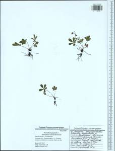 Potentilla heptaphylla L., Eastern Europe, Central region (E4) (Russia)