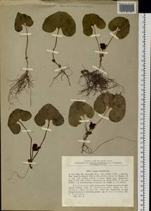 Asarum sieboldii Miq., Siberia, Russian Far East (S6) (Russia)