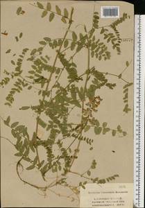 Vicia sylvatica L., Eastern Europe, Central region (E4) (Russia)