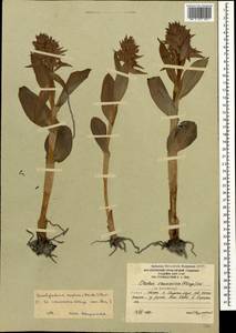 Dactylorhiza euxina (Nevski) Czerep., Caucasus, South Ossetia (K4b) (South Ossetia)