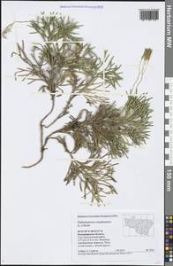 Diphasiastrum complanatum (L.) Holub, Eastern Europe, Central region (E4) (Russia)