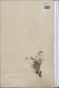 Astragalus stenoceras C.A. Mey., Middle Asia, Muyunkumy, Balkhash & Betpak-Dala (M9) (Kazakhstan)