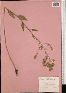 Lepidium latifolium L., Eastern Europe, Central region (E4) (Russia)