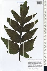 Angelica decurrens (Ledeb.) B.Fedtsch., Siberia, Baikal & Transbaikal region (S4) (Russia)
