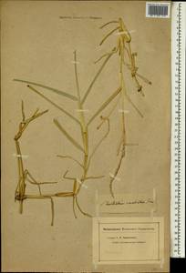 Stenotaphrum dimidiatum (L.) Brongn., Africa (AFR) (Not classified)