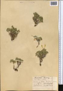 Scutellaria kurssanovii Pavlov, Middle Asia, Western Tian Shan & Karatau (M3) (Kazakhstan)