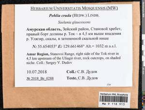 Pohlia cruda (Hedw.) Lindb., Bryophytes, Bryophytes - Russian Far East (excl. Chukotka & Kamchatka) (B20) (Russia)
