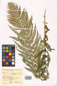 Polystichum microchlamys (Christ) Matsum., Siberia, Chukotka & Kamchatka (S7) (Russia)