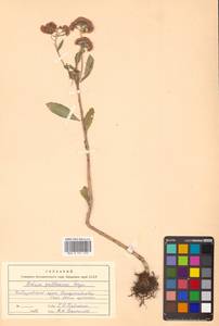 Hylotelephium pallescens (Freyn) H. Ohba, Siberia, Russian Far East (S6) (Russia)