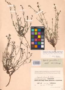 Cynanchica graveolens (M.Bieb. ex Schult. & Schult.f.) P.Caputo & Del Guacchio, Eastern Europe, Lower Volga region (E9) (Russia)