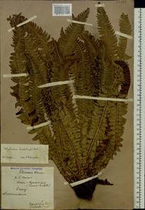 Polystichum lonchitis (L.) Roth, Eastern Europe, Northern region (E1) (Russia)