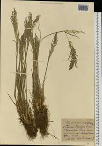 Poa trivialis L., Eastern Europe, North Ukrainian region (E11) (Ukraine)