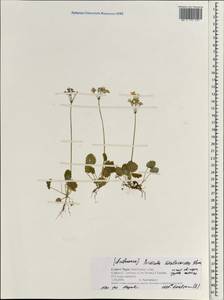 Primula malacoides Franch., South Asia, South Asia (Asia outside ex-Soviet states and Mongolia) (ASIA) (Nepal)