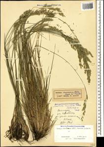 Festuca caucasica (Boiss.) Hack. ex Boiss., Caucasus, North Ossetia, Ingushetia & Chechnya (K1c) (Russia)