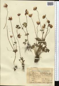 Anemone petiolulosa Juz., Middle Asia, Western Tian Shan & Karatau (M3) (Uzbekistan)