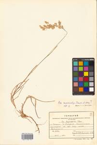 Poa macrocalyx Trautv. & C.A.Mey., Siberia, Russian Far East (S6) (Russia)