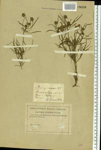 Plantago arenaria Waldst. & Kit., Eastern Europe, Lower Volga region (E9) (Russia)