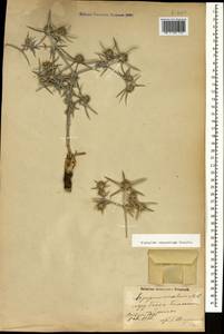 Eryngium caucasicum Trautv., Caucasus, Azerbaijan (K6) (Azerbaijan)