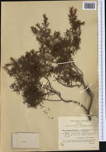 Juniperus oxycedrus L., Western Europe (EUR) (Italy)