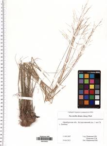 Puccinellia distans (Jacq.) Parl., Eastern Europe, Eastern region (E10) (Russia)