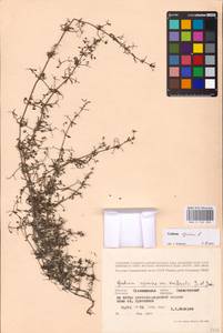 Galium spurium L., Eastern Europe, North-Western region (E2) (Russia)