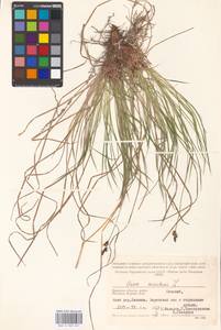 Carex montana L., Eastern Europe, Western region (E3) (Russia)