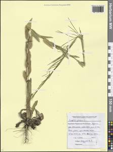 Turritis glabra L., Caucasus, Stavropol Krai, Karachay-Cherkessia & Kabardino-Balkaria (K1b) (Russia)