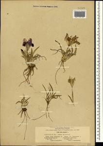 Iris pumila L., Crimea (KRYM) (Russia)