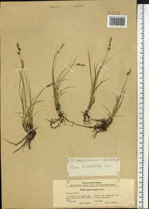 Carex korshinskyi Kom., South Asia, South Asia (Asia outside ex-Soviet states and Mongolia) (ASIA) (China)