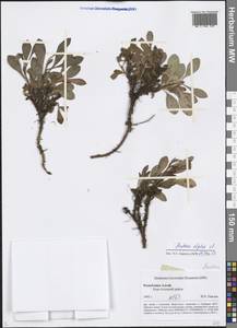 Arctostaphylos alpinus (L.) Spreng., Siberia, Altai & Sayany Mountains (S2) (Russia)