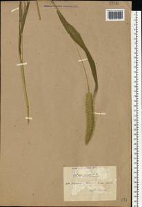 Setaria viridis (L.) P.Beauv., Eastern Europe, North Ukrainian region (E11) (Ukraine)