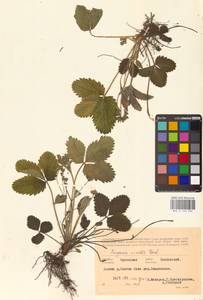 Fragaria viridis Duchesne, Eastern Europe, Central forest-and-steppe region (E6) (Russia)