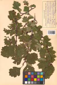 Crataegus maximowiczii C. K. Schneid., Siberia, Russian Far East (S6) (Russia)