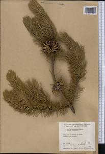Pinus banksiana Lamb., America (AMER) (Canada)