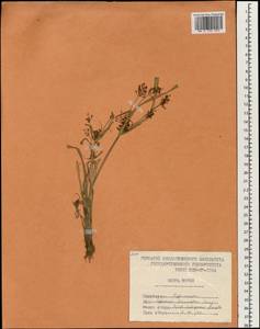 Cyperus orthostachyus Franch. & Sav., South Asia, South Asia (Asia outside ex-Soviet states and Mongolia) (ASIA) (North Korea)
