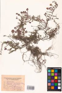 MHA 0 156 889, Thymus calcareus Klokov & Des.-Shost., Eastern Europe, Lower Volga region (E9) (Russia)
