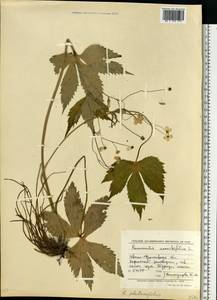 Ranunculus platanifolius L., Eastern Europe, West Ukrainian region (E13) (Ukraine)