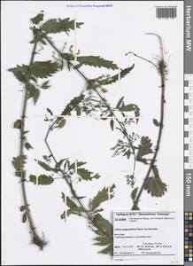 Urtica dioica var. holosericea Fr., Siberia, Central Siberia (S3) (Russia)