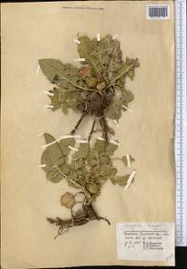 Klasea lyratifolia (Schrenk) L. Martins, Middle Asia, Western Tian Shan & Karatau (M3) (Kyrgyzstan)