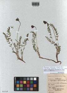 Oxytropis altaica (Pall.) Pers., Siberia, Altai & Sayany Mountains (S2) (Russia)