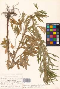 Artemisia umbrosa Turcz. ex DC., Eastern Europe, Moscow region (E4a) (Russia)
