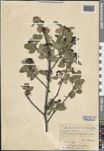 Amelanchier ovalis Medik., Crimea (KRYM) (Russia)