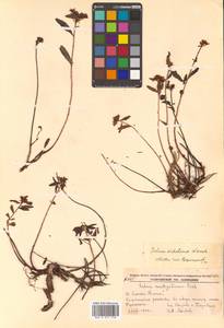 Phedimus sichotensis (Vorosch.) 't Hart, Siberia, Russian Far East (S6) (Russia)